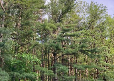 A stand of pine grow at Toby Lee and Joan Greendeer-Lee's tree farm. They say forest management practices, like revegetation, can help reduce flooding and erosion.