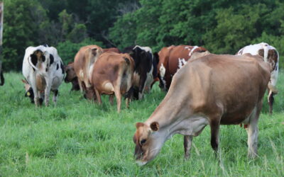 Basin-wide grazing adoption led to 14 percent reduction in nutrient concentrations in Tainter Creek, study finds.